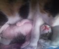 Άνω Λιόσια: Το μωρό γατάκι που γλύτωσε τον πνιγμό από τα χέρια της ηλικιωμένης γυναίκας